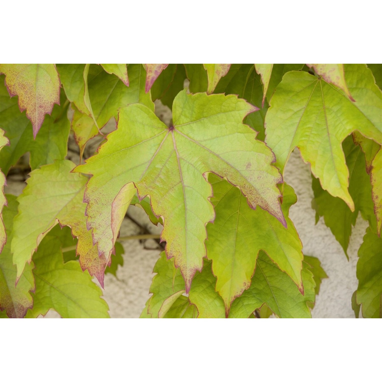 Parthenocissus Tricuspidata Veitchii Wilder Wein 150–200 cm günstig online kaufen