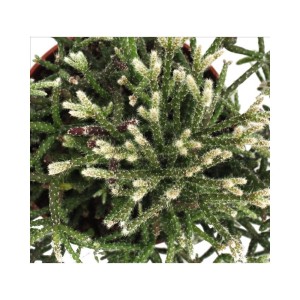 Exotenherz Rhipsalis Pilocarpa Korallenkaktus im 12cm Topf, Nahaufnahme.