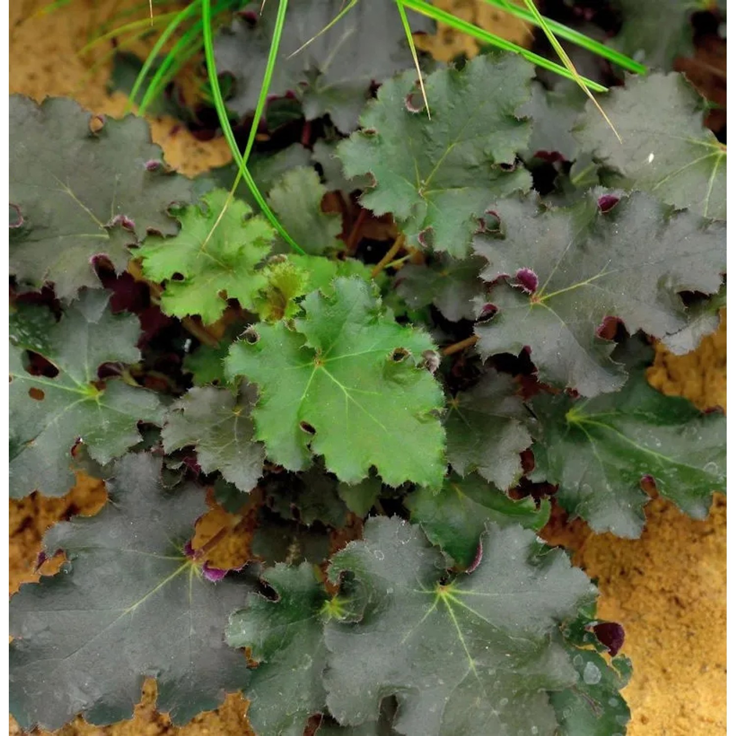 Purpurglöckchen Purple Petticoats - Heuchera micrantha