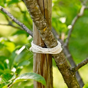 Baum fixiert mit Windhager Sisal Gartenkordel, Ø 2,5mm, 150m, Weiß.