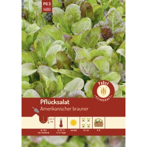 Pabst Pflücksalat 'Amerikanischer Brauner' Saatgut, rot-grüne Blätter.