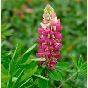 Gartenlupinie Schloßfrau (Lupinus polyphyllus) mit rosa-weißen Blüten.