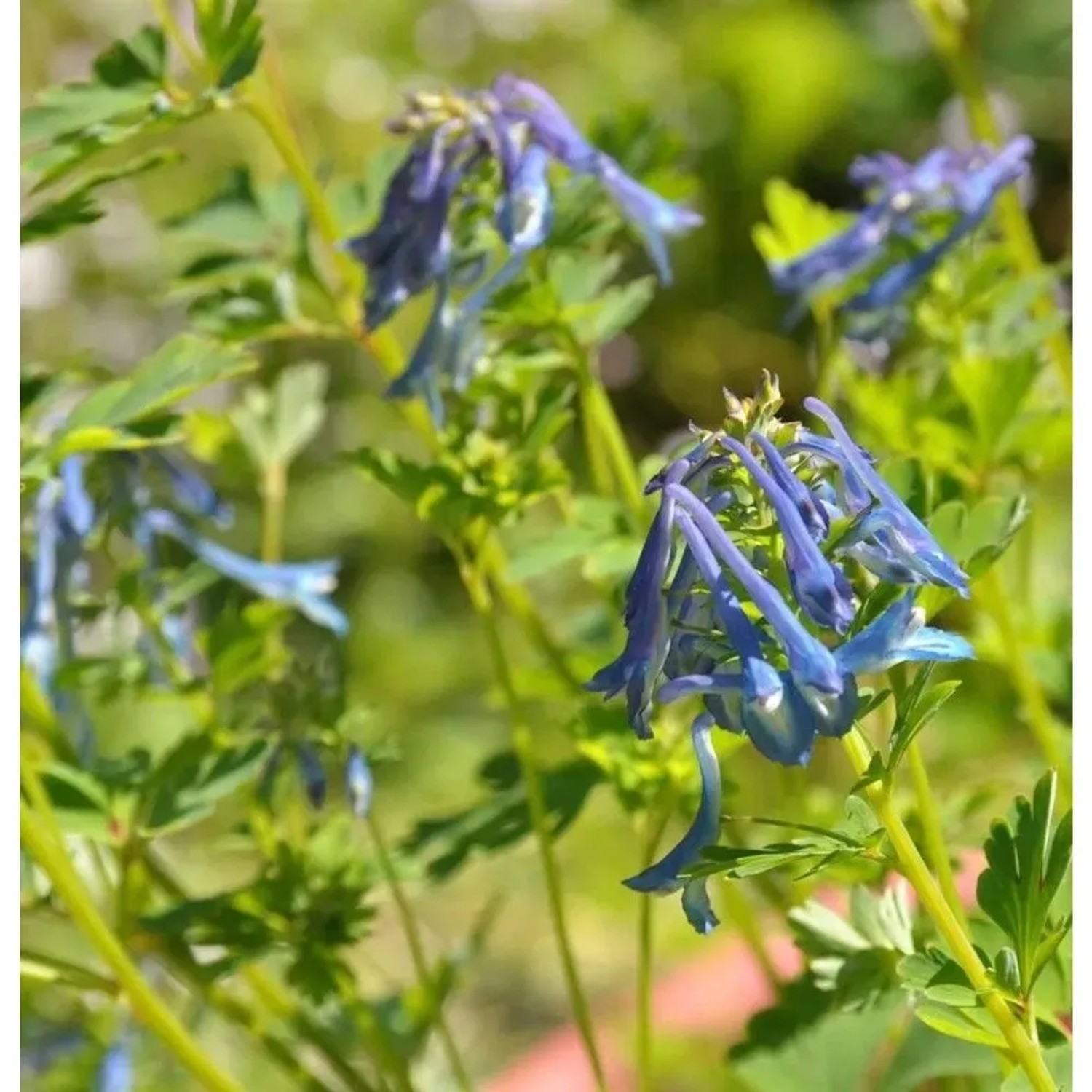 Lerchensporn Spinners - Corydalis elata
