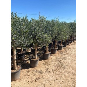 Reihe hochstämmiger Olivenbäume (Olea Europaea) im Topf, ca. 170cm hoch.