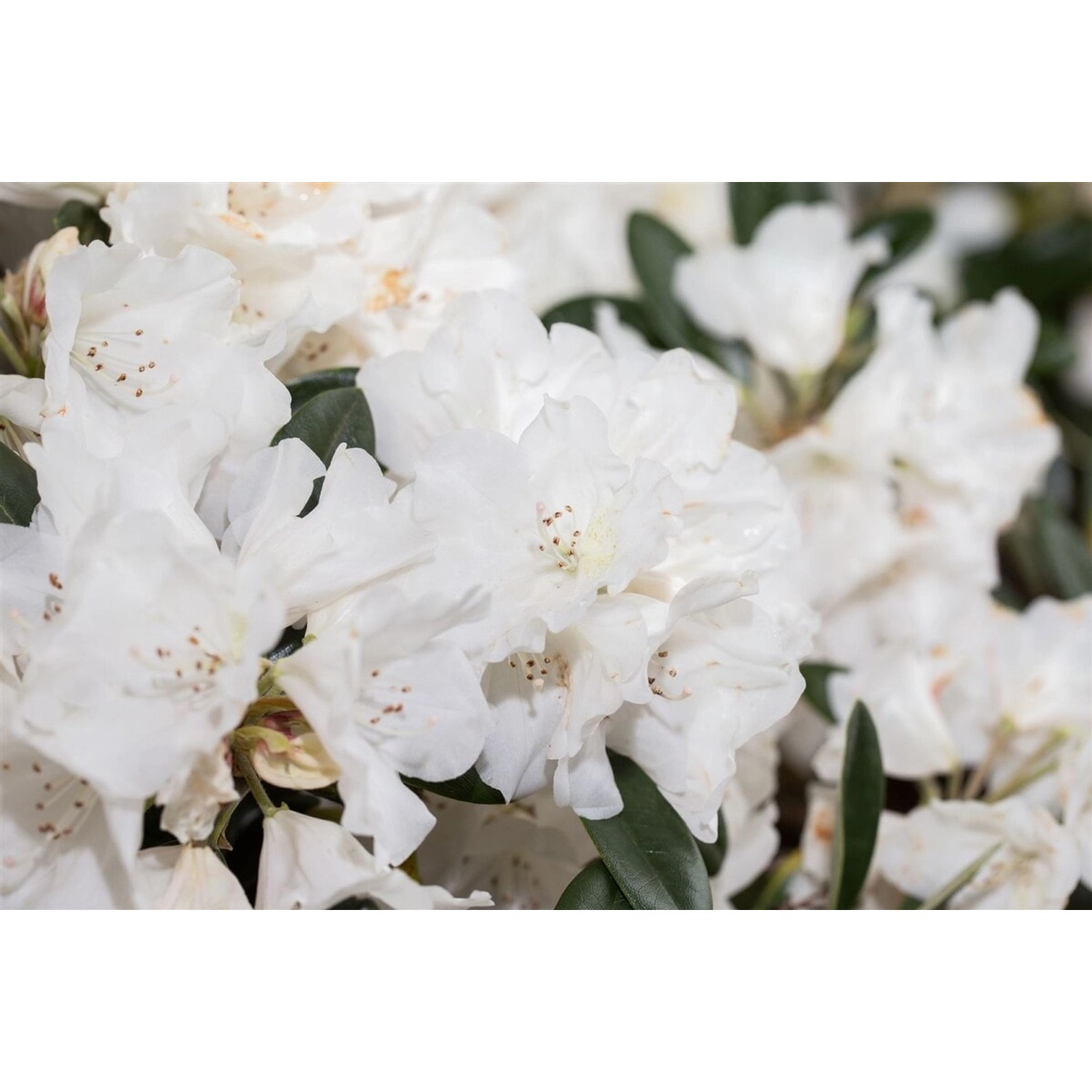 Rhododendron Roxieanum Var. Oreonastes Immergrün 50–60 cm günstig online kaufen