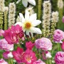 Blütenmix der GROW by OBI Schmetterlinge-Kollektion mit rosa, pinken und weißen Blüten.