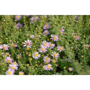 Myrtenaster Aster Vimineus im 11x11 cm Topf mit zartrosa Blüten.
