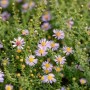 Myrtenaster Aster Vimineus im 11x11 cm Topf mit zartrosa Blüten.