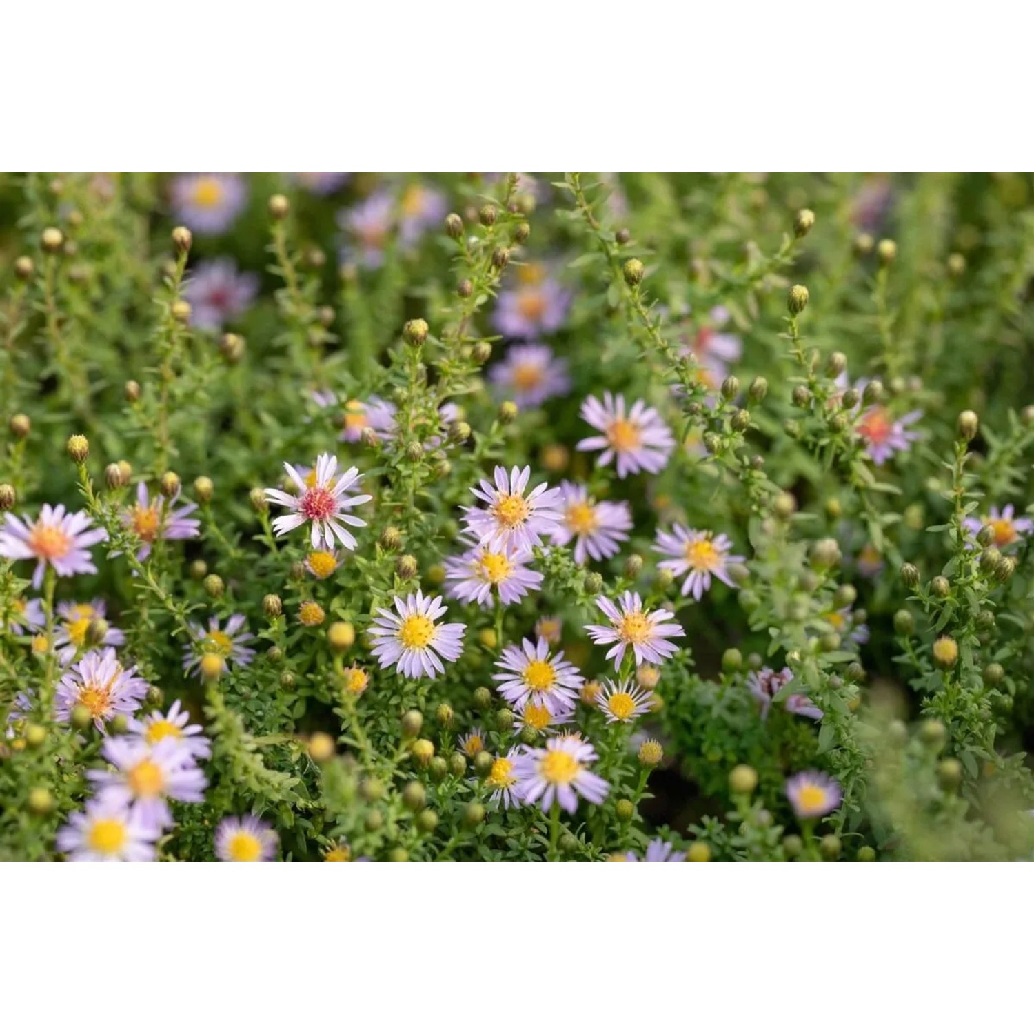Myrtenaster Aster Vimineus im 11x11 cm Topf mit zartrosa Blüten.