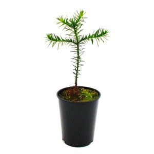 Chilenische Schmucktanne (Araucaria araucana) Setzling im 15cm Topf.