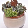 Herbstliches Pflanzenarrangement im Keramiktopf mit Eulenstecker, bestehend aus Haworthia, Rhipsalis und Peperomia.