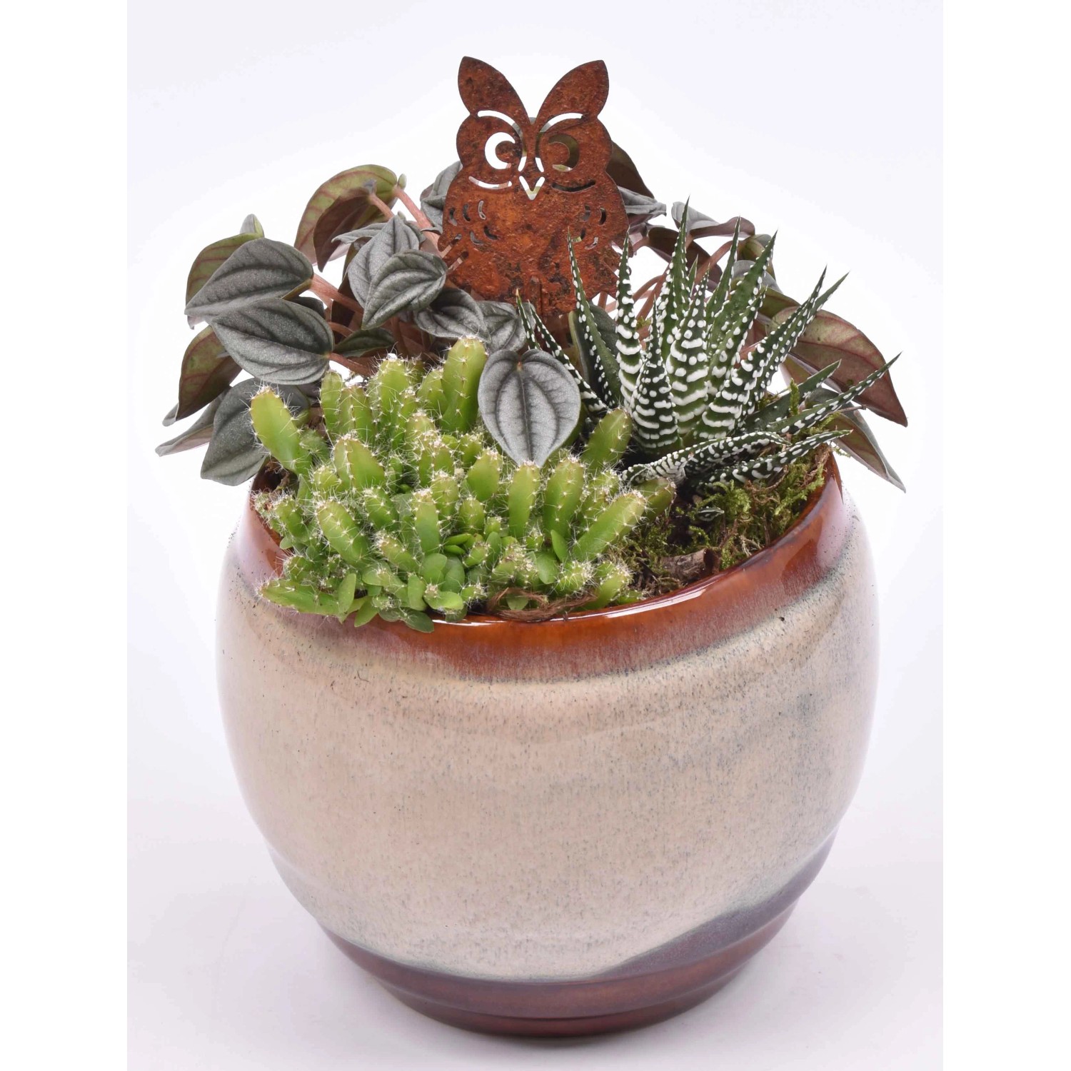 Herbstliches Grünpflanzen-Arrangement im Keramik-Gefäß Topf-Ø ca. 18 cm ...