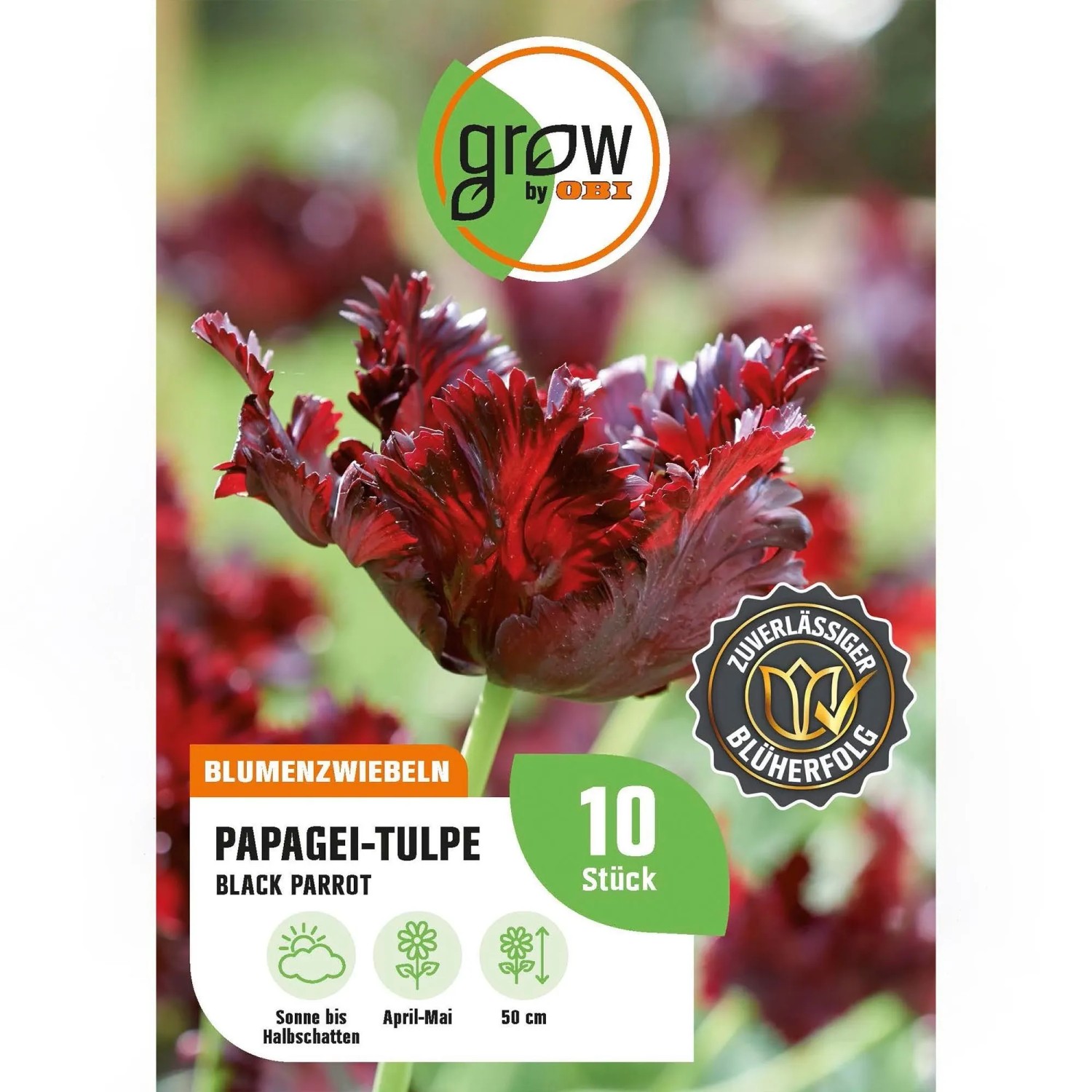 GROW by OBI Papagei-Tulpe Black Parrot 8 Stück Tulipa parrot BlackParrot