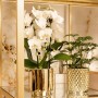 Weiße Kolibri Orchidee Phalaenopsis Niagara Fall im goldenen Topf.