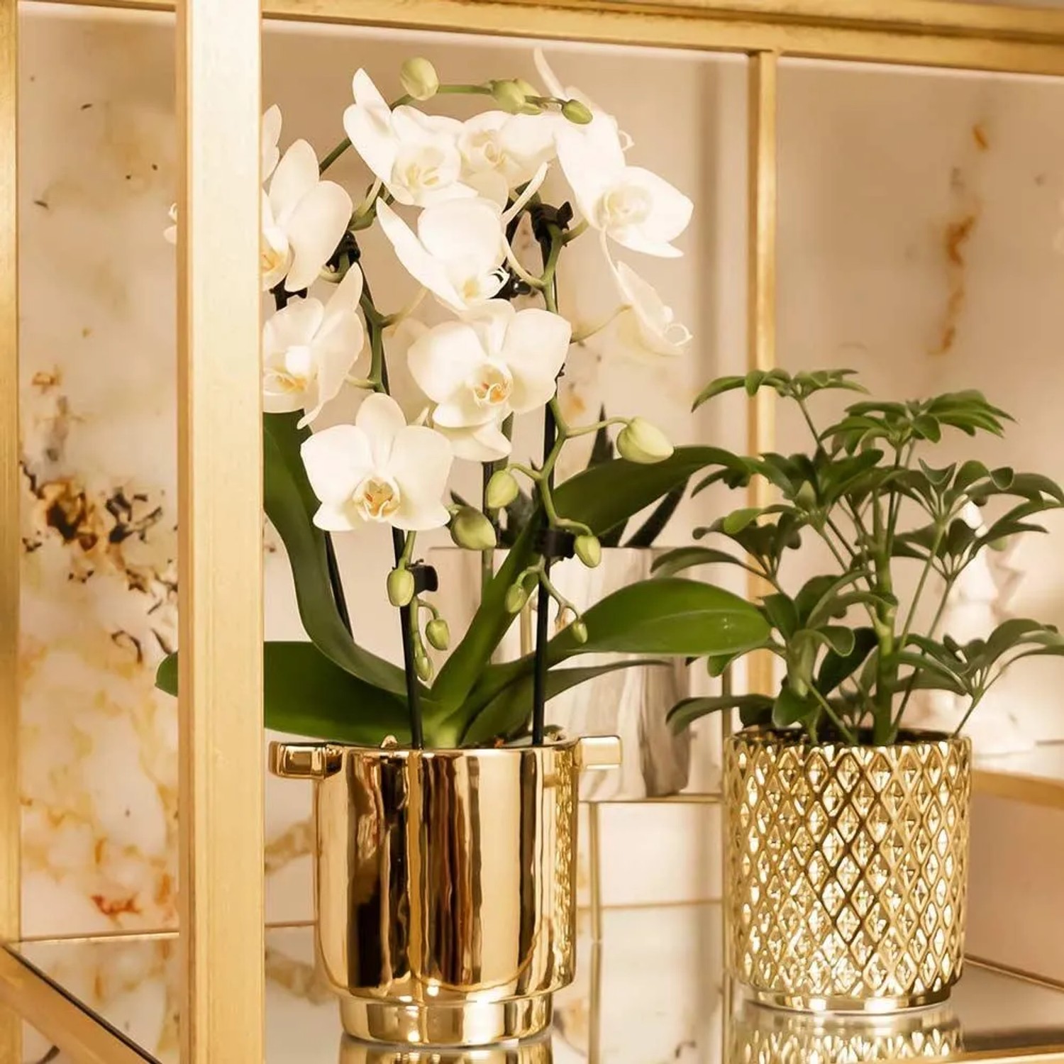 Weiße Kolibri Orchidee Phalaenopsis Niagara Fall im goldenen Topf.