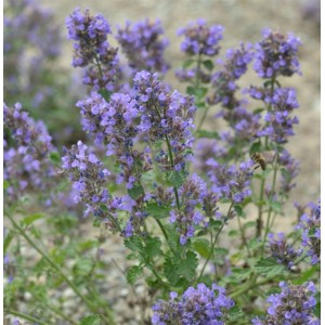 Blühende Katzenminze 'Blauknirps' (Nepeta faassenii) mit blau-violetten Blüten.