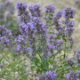 Blühende Katzenminze 'Blauknirps' (Nepeta faassenii) mit blau-violetten Blüten.
