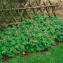 Geranium Cant. Karmina im 2L Container, rosa blühende Staude als Bodendecker im Garten.