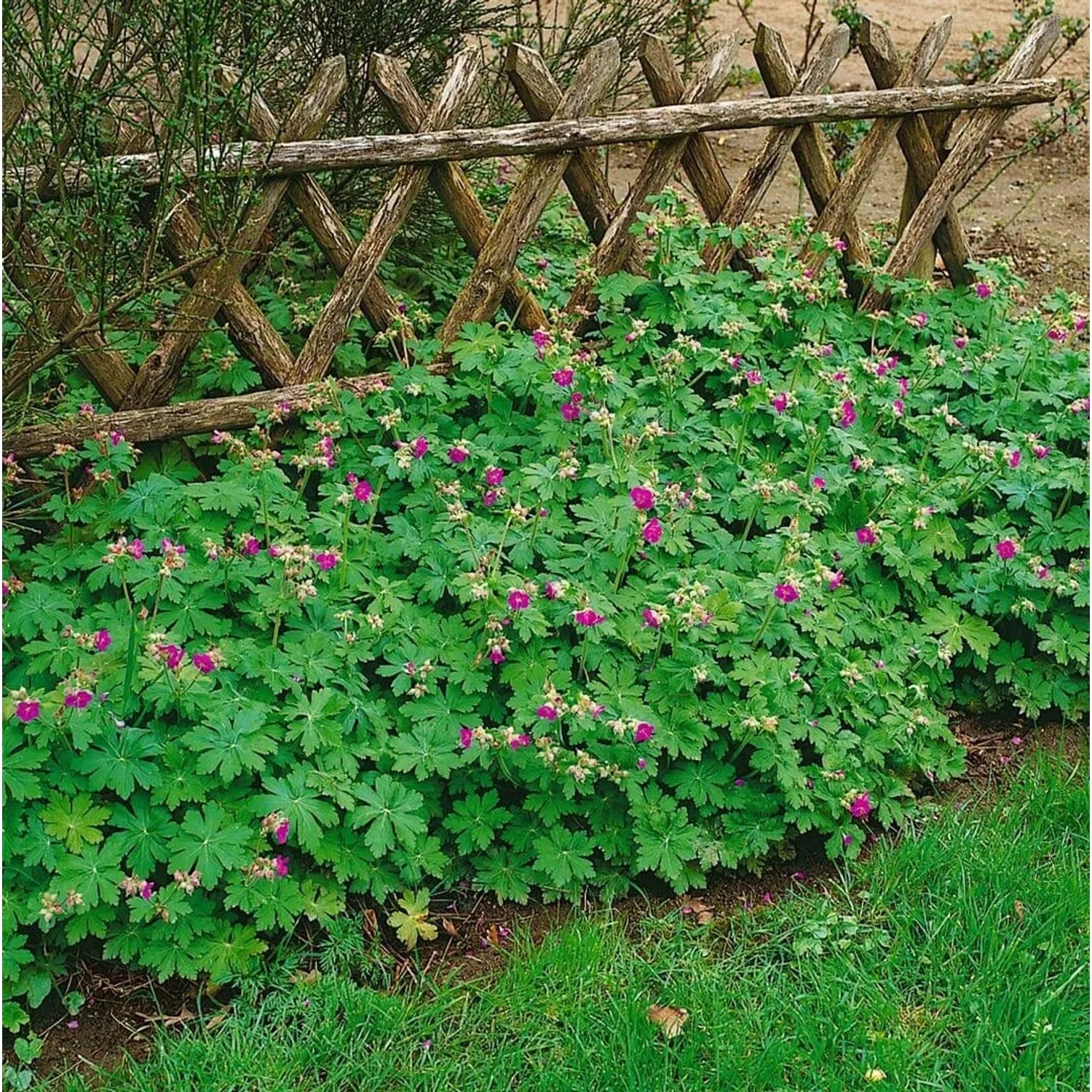 Geranium Cant. Karmina im 2L Container, rosa blühende Staude als Bodendecker im Garten.