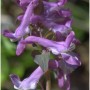 Rosa Lerchensporn (Corydalis cava) Staude mit zarten, röhrenförmigen lila Blüten. Perfekt für den Garten.