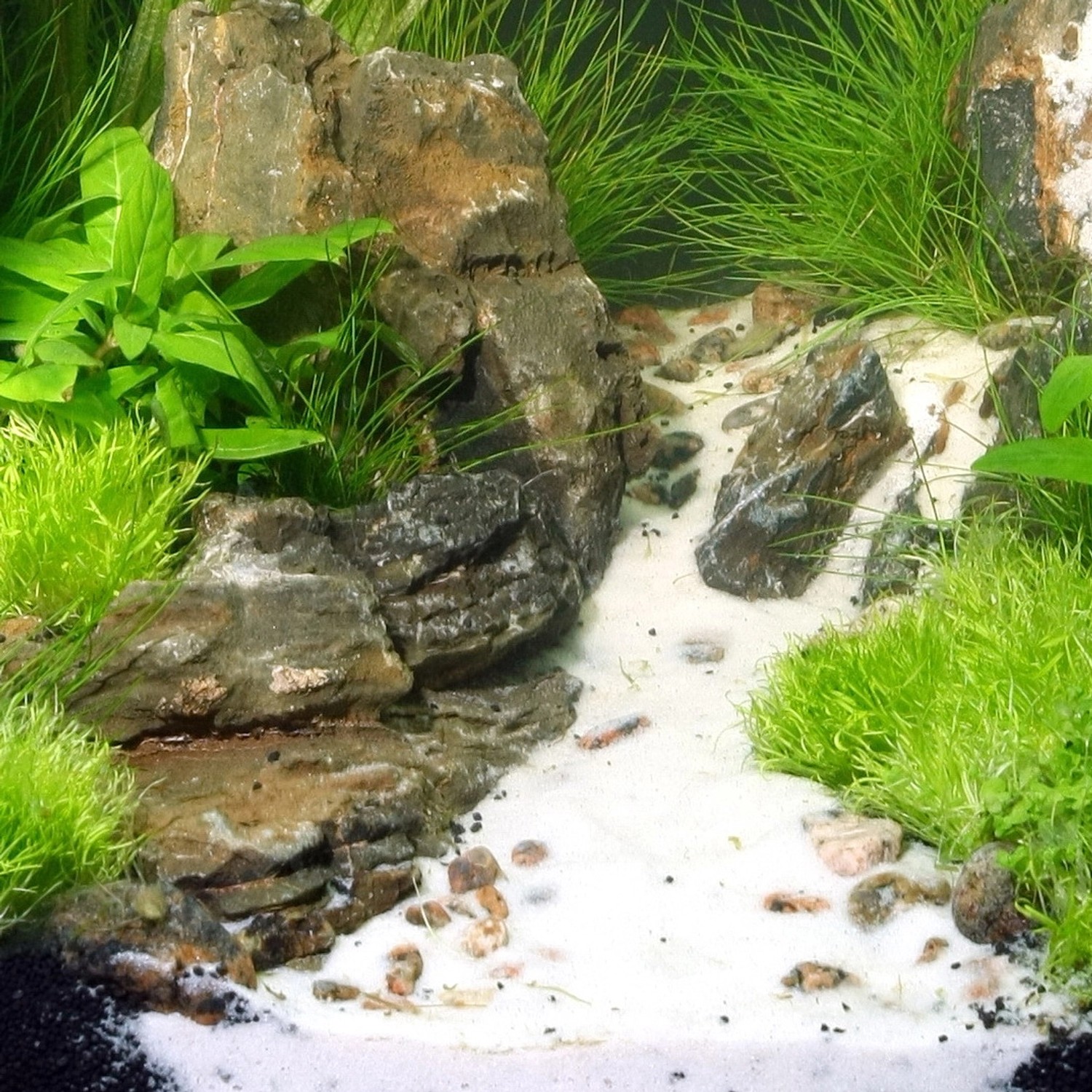 Aquarium mit JBL Sansibar Weiß Bodengrund, Pflanzen und Steinen dekoriert.