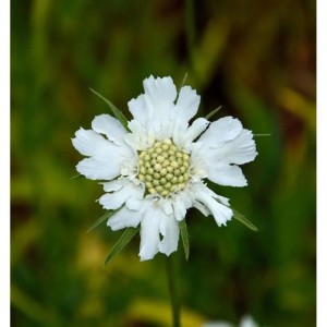 Nahaufnahme einer weißen Kaukasus Skabiose (Perfecta Alba) Blüte, eine winterharte Gartenstaude.