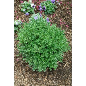 Buchsbaum 'Green Balloon', 50-60 cm, buschig, grüne Blätter, im Gartenbeet.