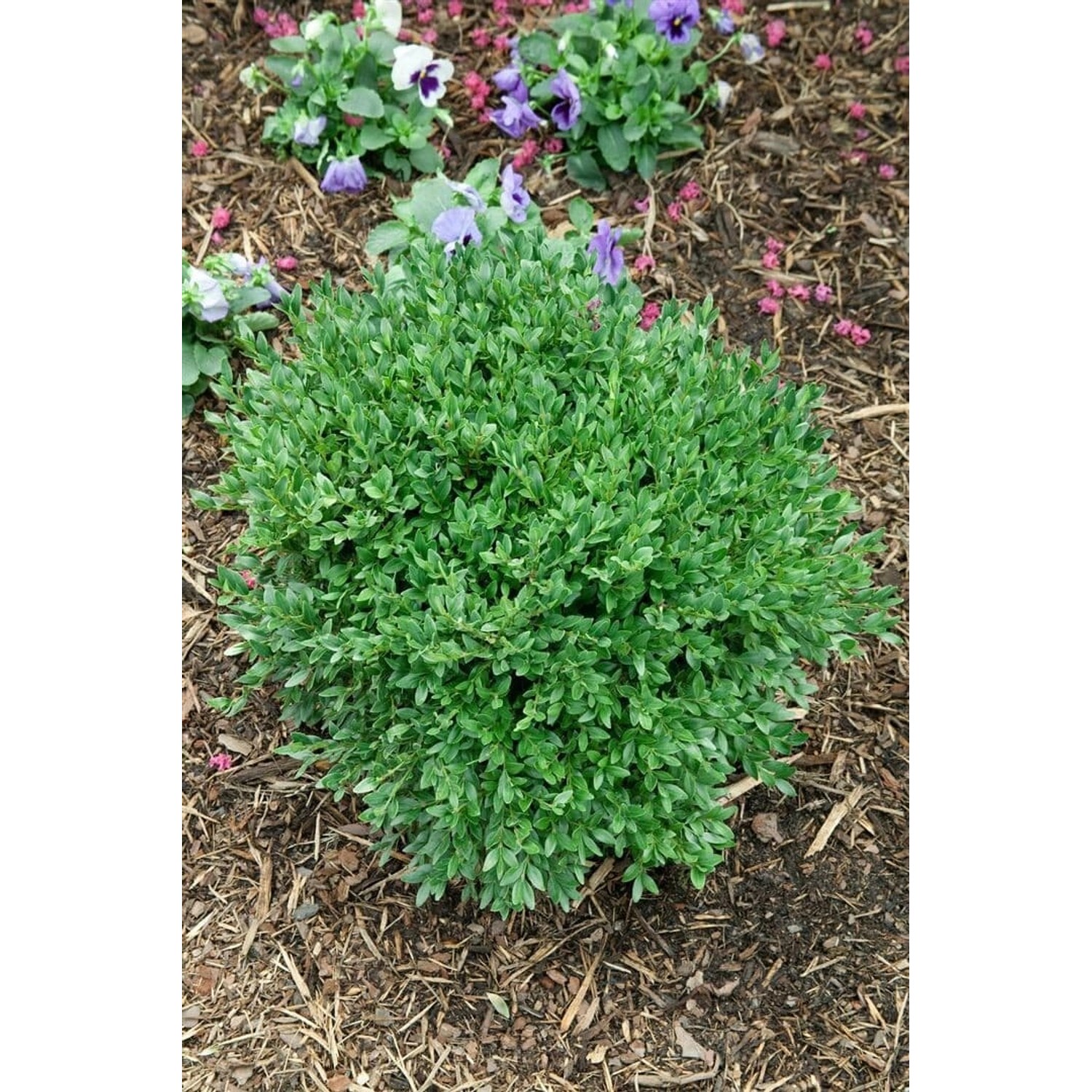 Buxus Sempervirens Green Balloon Buchsbaum 50–60 cm günstig online kaufen