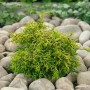 Gelbgrüne Chamaecyparis Obtusa Tsatsumi Gold, 40 cm Stammhöhe, auf Steinen im Garten.