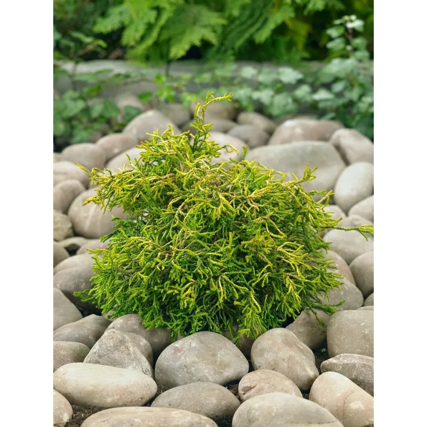 Gelbgrüne Chamaecyparis Obtusa Tsatsumi Gold, 40 cm Stammhöhe, auf Steinen im Garten.