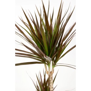Drachenbaum Magenta, 110-120cm hoch im Topf. Zimmerpflanze mit dunkelgrünen, rötlichen Blättern.