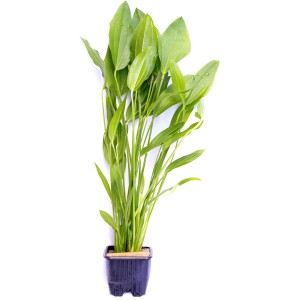 Dennerle Echinodorus Argentinensis Aquariumpflanze im Topf, grüne Blätter.