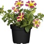 GROW by OBI Petunie Amore im Topf, gelb-pink gestreifte Blüten.