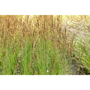 Moorgras 'Moorhexe' (Molinia caerulea) im 2-3 Liter Container mit filigranen Blütenständen.