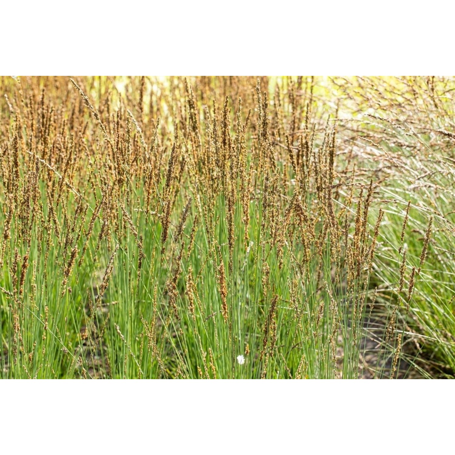 Molinia Caerulea Moorhexe Moorgras 2-3 Liter Container günstig online kaufen