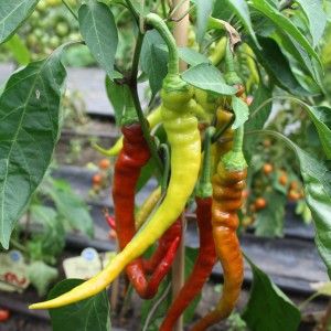 Blu Bio-Spiral-Chili (Capsicum annuum) im Topf, verschiedene Reifegrade von gelb bis rot.