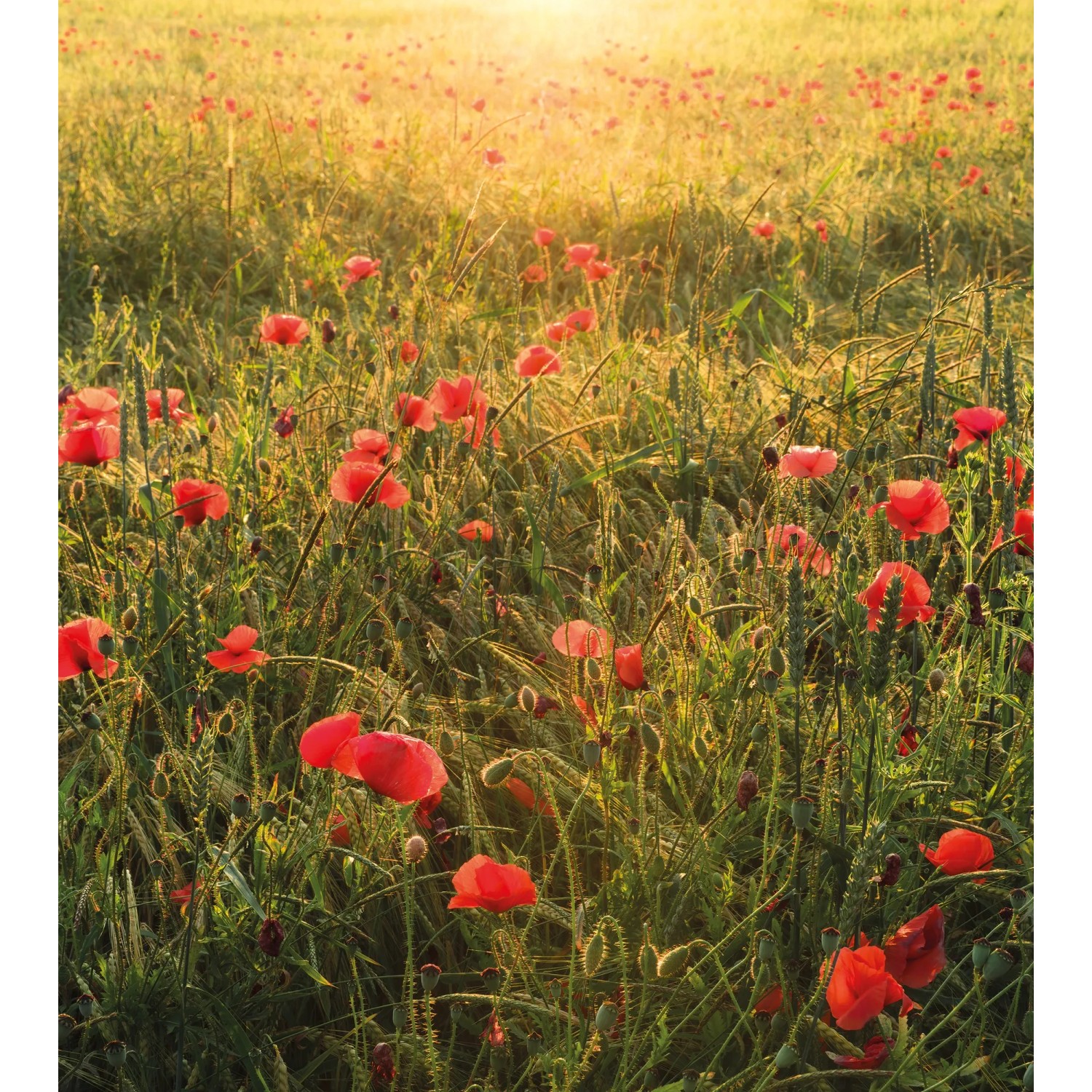Vlies Fototapete Poppy World