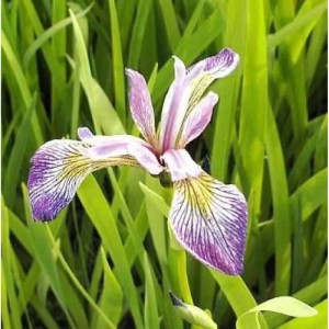 Schwertlilie Versicolor Kermesina - Iris versicolor