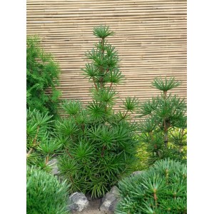 Japanische Schirmtanne 'Sternschnuppe', 30–40 cm, im Garten mit Bambushintergrund.