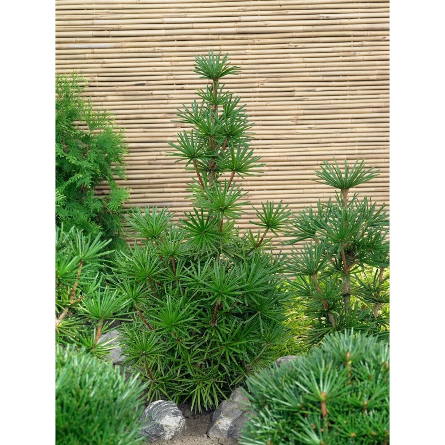Sciadopitys Verticillata Sternschnuppe Japanische Schirmtanne 30–40 cm günstig online kaufen