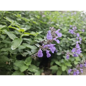 Nahaufnahme der Katzenminze 'Walker's Low' mit lavendelblauen Blüten und grünem Laub.