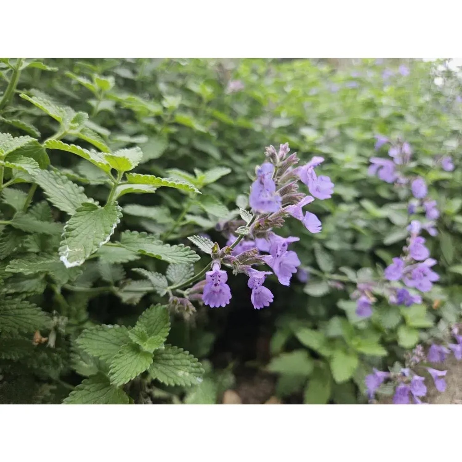 Nahaufnahme der Katzenminze 'Walker's Low' mit lavendelblauen Blüten und grünem Laub.