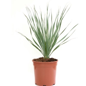 GROW by OBI Grasbaum Dasylirion serratifolium im Topf, ca. 20-30 cm hoch.