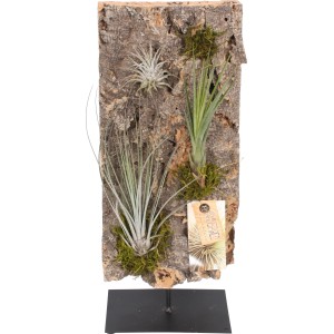 Tillandsien-Arrangement auf Baumrinde, ca. 15 cm Topf-Ø, mit Moos und Metallfuß.