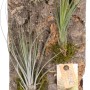 Tillandsien-Arrangement auf Baumrinde, ca. 15 cm Topf-Ø, mit Moos und Metallfuß.