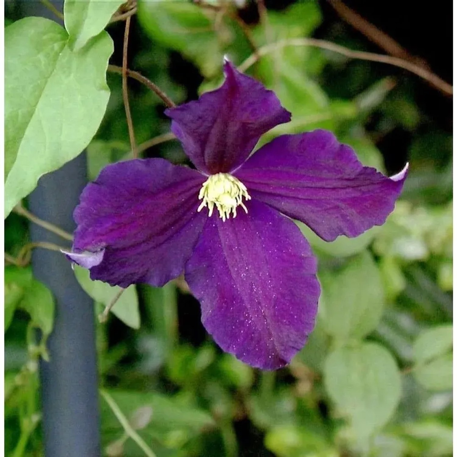 Robuste Waldrebe Viola 60-80cm - Clematis viticella