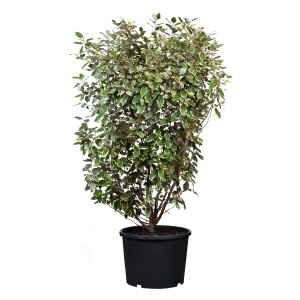 Wintergrüne Ölweide Set à 15 Stk. Höhe ca. 100-125cm Elaeagnus ebbingei