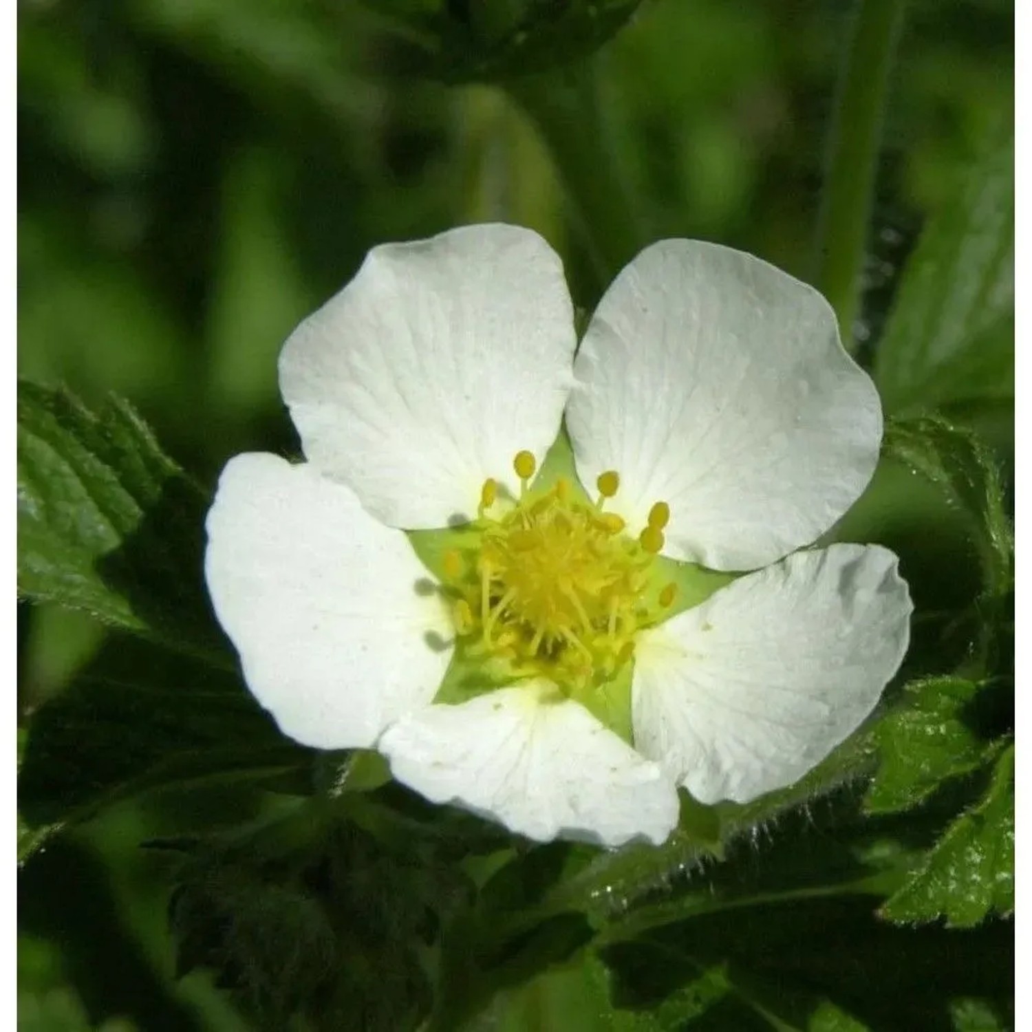 Felsen Fingerkraut - Drymocallis rupestris