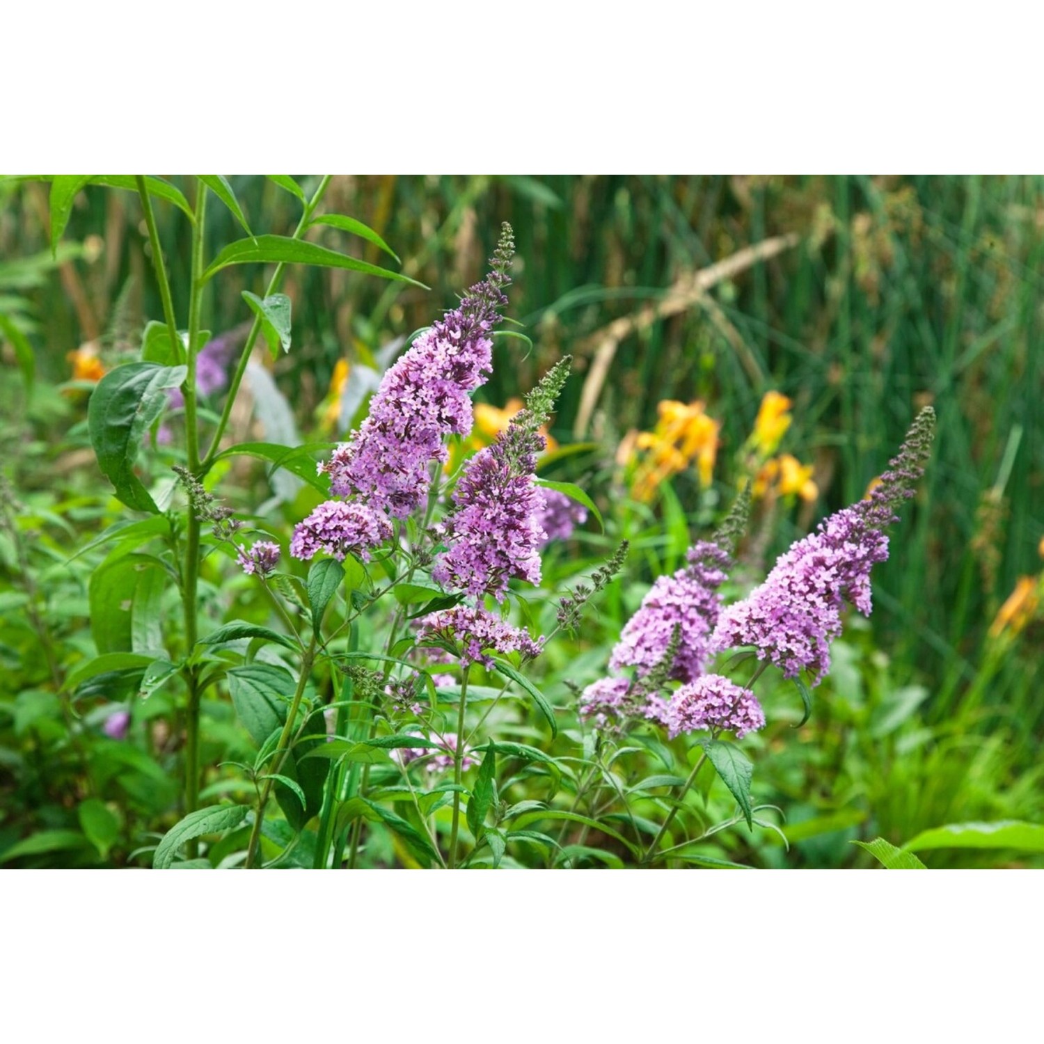 Buddleja Davidii Schmetterlingsstrauch 'Peacock' 40-60 cm günstig online kaufen
