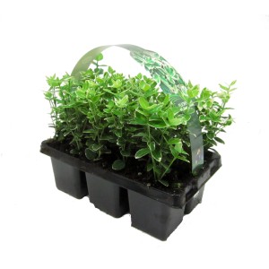 6er-Pack Kriechspindel Emerald Gaiety mit weiß-grünen Blättern im Topf.